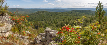 Горная рябинка / 9 августа 2019, Южный Урал, на склоне горы Арвакрязь.