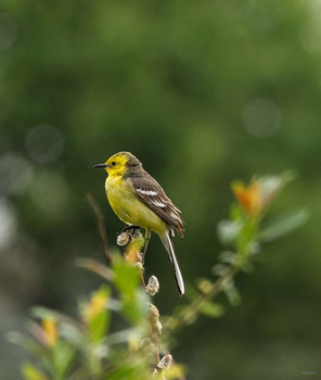 Жёлтая трясогузка (Motacilla flava) / подвид M. f. flava. Самка. У самцов голова голубовато-серая, с белыми полосками над глазами и на щёчках. У самок тона более бледные, жёлто-зеленоватые.