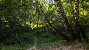 Тропинка / ***