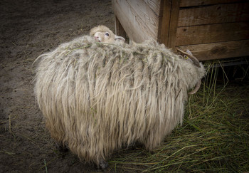 Мам, кто это? / Овца