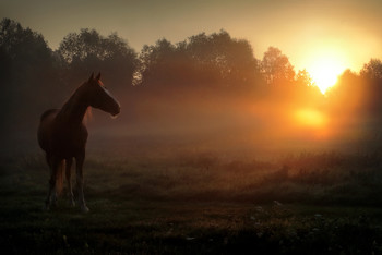 Рассветный конь... / ***