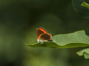 &nbsp; / Июльский подарок