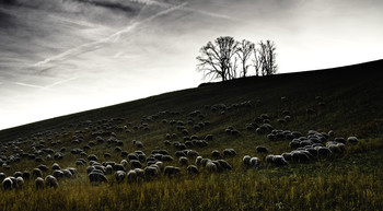 &nbsp; / Nicht weit vom Schloß Salem beweidet eine Herde Schafe einen malerischen Hügel.