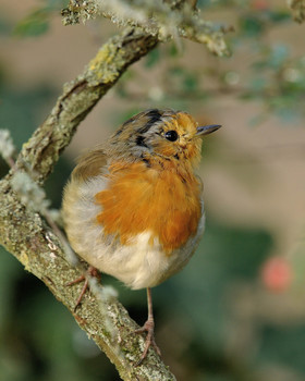 Зарянка (лат. Erithacus rubecula) / Зарянка (лат. Erithacus rubecula)