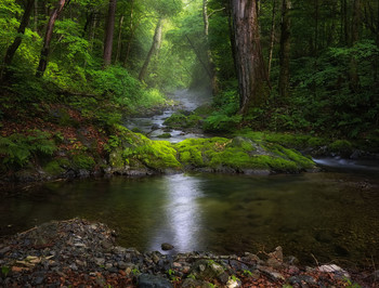 в гостях у тайги / летнее Приморье, ручей в тайге