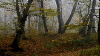 В осеннем лесу..... / Железноводск. Октябрь