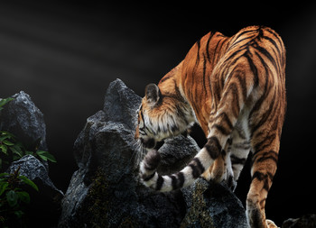Амурский тигр / Амурский тигр