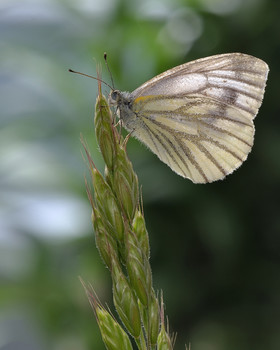 Белянка брюквенная /Pieris napi/ / Белянка брюквенная /Pieris napi/