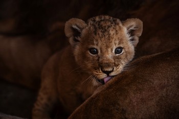Будущий лев / Первые пробы по фотосъёмке животных