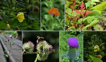sommerliche Sammlung / Kleinigkeiten am Wegrand eingesammelt