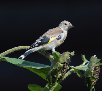 Щегол / осень, птицы