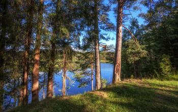 Летнее утро в лесу / Костромская область