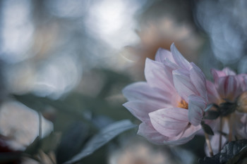 утренний цветок... / meyer-optic