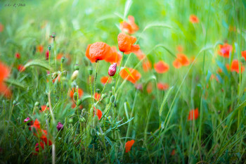 Mohn im Feld / Mohn Blumen zwischen den Ehren.