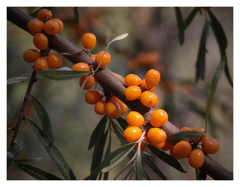 этюд с облепихой / осенняя пора