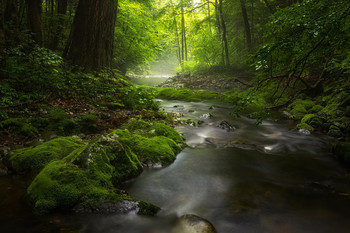 летний ручей / В начале лета, верховья реки Таёжная, Приморье.