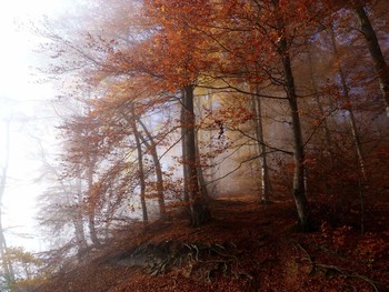 &nbsp; / die Farben des Herbstes, Frühnebel und darüber Sonnenschein, im Herbst auf den Höhen des Weserberglandes immer wieder schön zu beaobachten