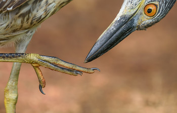 Yellow-crowned Night-Heron up close and personal / С небольшой претензией на художественую сьемку) 
Модель- &quot;My little dragon&quot;
Yellow-crowned Night-Heron-Желтоголовая кваква