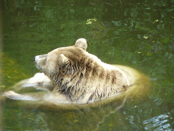Медвежья ванна / В мини зоопарке в Хаджоке (Адыгея,Россия)