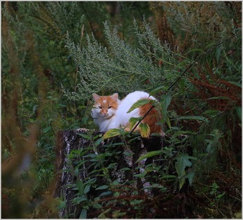 Хозяйка леса / ***