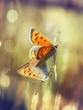 Червонец / В траве..