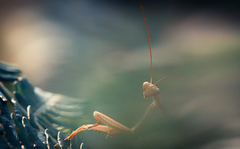 Дратути, меня зовут Модест! / Богомол