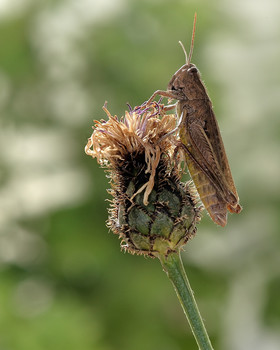 Конёк изменчивый · Chorthippus (Glyptobothrus) / Конёк изменчивый · Chorthippus (Glyptobothrus)