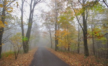 Осень желтая, осень туманная / Прогулки