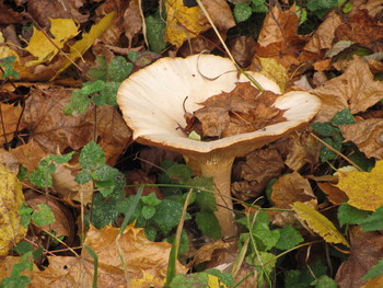 Грибная пора / Грибная пора