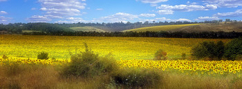 Вспоминая лето... / на полях