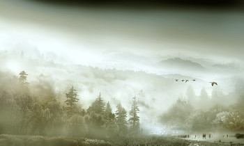 Утро в тумане / утро,туман,Карпаты,утки,горы