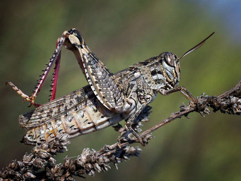 Загорающая кобылка / ===