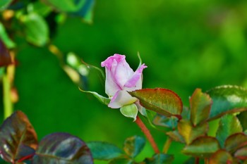 Ее зовут "Принцесса Танзании" / "Осыпал лес свои вершины,
 Сад обнажил свое чело,
 Дохнул сентябрь, и георгины
 Дыханьем ночи обожгло.
 Но в дуновении мороза
 Между погибшими одна,
 Лишь ты одна, царица - роза,
 Благоуханна и пышна.
 Назло жестоким испытаньям
 И злобе гаснущего дня
 Ты очертаньем и дыханьем
 Весною веешь на меня."
 А.Фет