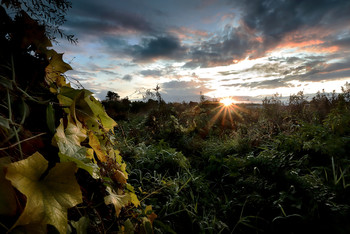 Брутальный рассвет осени.... / ***