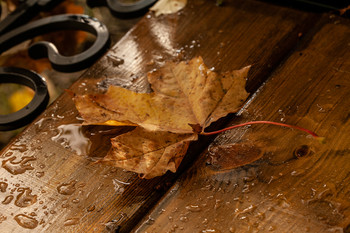 Осенний этюд / дождь,лист на скамейке,осень