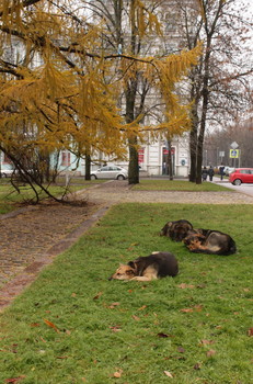 Признаки осени / Птицы сбились в стаи и улетели, собаки сбились в стаи и тоже хотят улететь в теплые страны...