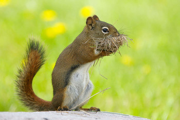 Припасы / Американская красная белка - American red squirrel (лат. Tamiasciurus hudsonicus) — вид грызунов семейства беличьих, наиболее распространённый и характерный представитель рода красных белок. Научное видовое название «hudsonicus» дано животному в честь Гудзонова залива, места, в котором оно было впервые описано.