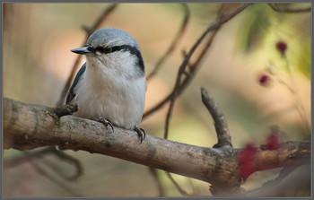 Суровый челябинский поползень / Больше минуты сидел с надутым видом, вертел головой и возмущенно орал. А потом подрался с другим поползнем - катались по земле как два сцепившихся кошака