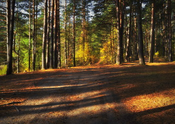 Осенний лес / Анциферово ,пруд , Егорьевское шоссе .