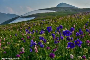 Долина с цветами / Горная долина с цветами в Кузнецкий Алатау, Хакасия.