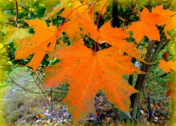 Осенний кленовый лист / Осенний кленовый лист