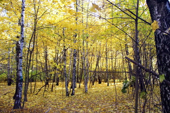 Осенний блюз / Осенью в лесопарке: Кругом золотой ковёр из опавших листьев