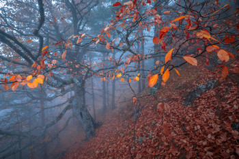 Хранитель леса / Склоны горы Демерджи, республика Крым