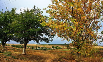 Осенний мотив... / Деревья.Село