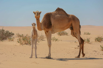 Корабль и лодочка пустыни / ~~~