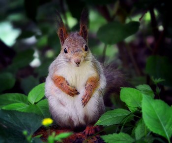 Хозяйка битцевского леса / Любезно согласилась попозировать мне))
