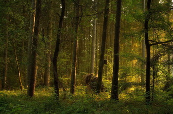 Зори тут тихие.. / В утреннем лесу .