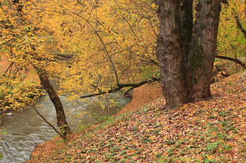 На берегу у старых вязов / ***