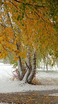 Снег в октябре / Сильная метель