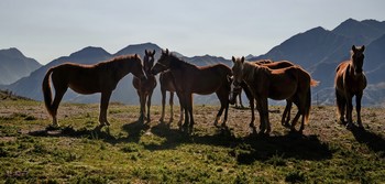 Свободный выпас. / В Горном Алтае, как и в других местах жизни бывших кочевников, в традиции свободный выпас лошадей, у некоторых даже и коров.Осенью лошадей там особенно много.